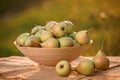 Fresh ripe pear in the basket on wooden table with natural orchard background on sunset. Vegetarian fruit composition. Harvesting Royalty Free Stock Photo