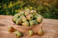 Fresh ripe pear in the basket on wooden table with natural orchard background on sunset. Vegetarian fruit composition. Harvesting Royalty Free Stock Photo