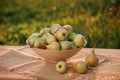 Fresh ripe pear in the basket on wooden table with natural orchard background on sunset. Vegetarian fruit composition. Harvesting Royalty Free Stock Photo