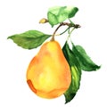 Fresh ripe pear with leaf on branch isolated, watercolor illustration Royalty Free Stock Photo