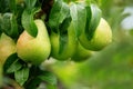 Ripe Bartlett pears hanging on a tree Royalty Free Stock Photo