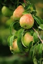 Ripe Bartlett pears hanging on a tree Royalty Free Stock Photo