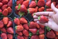 Fresh ripe perfect strawberry - Food Frame Background. Royalty Free Stock Photo