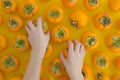 Girl takes hands persimmon Fresh Organic ripe persimmons flat lay on orange table top view Persimmons background. Royalty Free Stock Photo