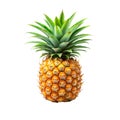 Fresh, ripe pineapple, a sweet tropical fruit Royalty Free Stock Photo