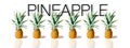 Fresh ripe pineapples in a row isolated on white background. Exotic tropical fruit. Banner Royalty Free Stock Photo