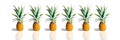 Fresh ripe pineapples in a row isolated on white background. Exotic tropical fruit. Banner Royalty Free Stock Photo
