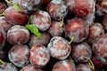 Fresh Ripe Plums Royalty Free Stock Photo