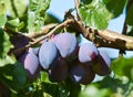 Fresh ripe plums Royalty Free Stock Photo