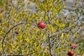 Fresh, ripe pomegranate branch Royalty Free Stock Photo