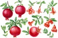 Fresh ripe pomegranate, flower and leaves set. Watercolor illustration, isolated on white background