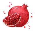 Fresh ripe pomegranate watercolor illustration