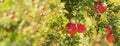 Fresh ripe pomegranates fruit on tree in garden Royalty Free Stock Photo