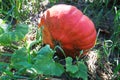 Fresh ripe pumpkin growing in field. Pumpkin plant Royalty Free Stock Photo