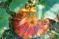 Fresh ripe pumpkin growing in field. Pumpkin plant Royalty Free Stock Photo