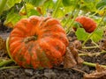 Fresh, ripe, pumpkins growing in field. Royalty Free Stock Photo