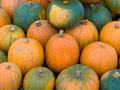 Fresh Ripe Autumn Pumpkins