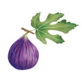 Fresh ripe purple figs with leaves.Illustration drawn with markers.Figs for food packaging