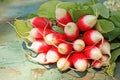 Fresh ripe radish closeup