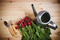 Fresh ripe radish, watering can and gardening tools Royalty Free Stock Photo