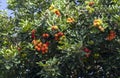 Fresh ripe rambutan fruits on the tree Royalty Free Stock Photo