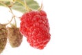 Fresh ripe raspberrie