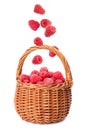 Fresh ripe raspberries falling into wicker basket on background Royalty Free Stock Photo