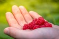 Organic raspberries on hand on green background