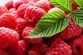 Fresh ripe raspberries with leaves as background Royalty Free Stock Photo