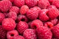 Fresh ripe raspberries macro shot, summer fruit background Royalty Free Stock Photo