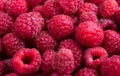 Fresh ripe raspberries macro shot, summer fruit background Royalty Free Stock Photo