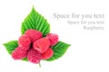 Fresh, ripe raspberries over green leaves, isolated on white background. Royalty Free Stock Photo