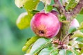 Fresh ripe red apple growing on a apple tree Royalty Free Stock Photo