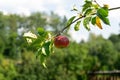 Fresh ripe red apple growing on the tree in the garden. Royalty Free Stock Photo