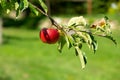 Fresh ripe red apple growing on the tree in the garden. Royalty Free Stock Photo