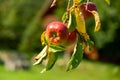 Fresh ripe red apple growing on the tree in the garden. Royalty Free Stock Photo
