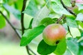 Fresh ripe red apple growing on a apple tree Royalty Free Stock Photo