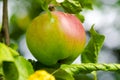 Fresh ripe red apple growing on a apple tree Royalty Free Stock Photo