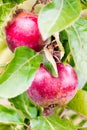 Fresh ripe red apple growing on a apple tree Royalty Free Stock Photo