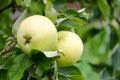 Fresh ripe red apple growing on a apple tree Royalty Free Stock Photo