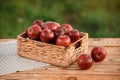 Fresh ripe red apples in the basket on wooden table with natural orchard background. Vegetarian fruit composition. Harvesting Royalty Free Stock Photo