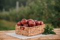 Fresh ripe red apples in the basket on wooden table with natural orchard background. Vegetarian fruit composition. Harvesting Royalty Free Stock Photo