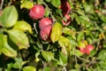 Fresh ripe red apples growing on apple tree branch Royalty Free Stock Photo