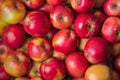 Fresh ripe red apples Royalty Free Stock Photo