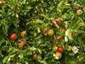 Fresh ripe red apples on a tree in the garden. Autumn harvest. Garden and vegetable garden. Healthy fruits and vegetables Royalty Free Stock Photo