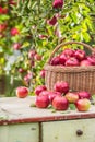 Fresh ripe red apples in wooden basket on garden table Royalty Free Stock Photo