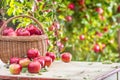 Fresh ripe red apples in wooden basket on garden table Royalty Free Stock Photo