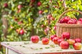 Fresh ripe red apples in wooden basket on garden table Royalty Free Stock Photo