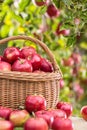 Fresh ripe red apples in wooden basket on garden table Royalty Free Stock Photo