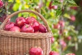 Fresh ripe red apples in wooden basket on garden table Royalty Free Stock Photo